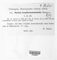 Puccinia crepidis image